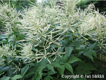 Aruncus dioicus var. kamtschaticus